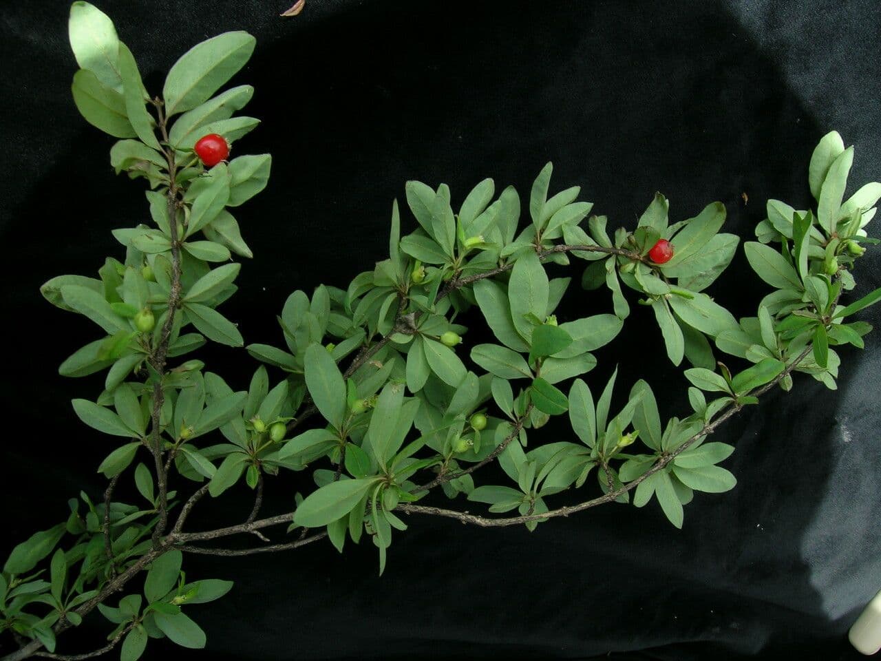 Geißblatt 5