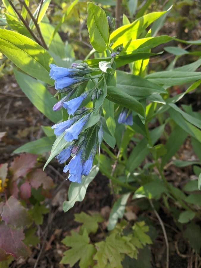 Mertensia ciliata 2