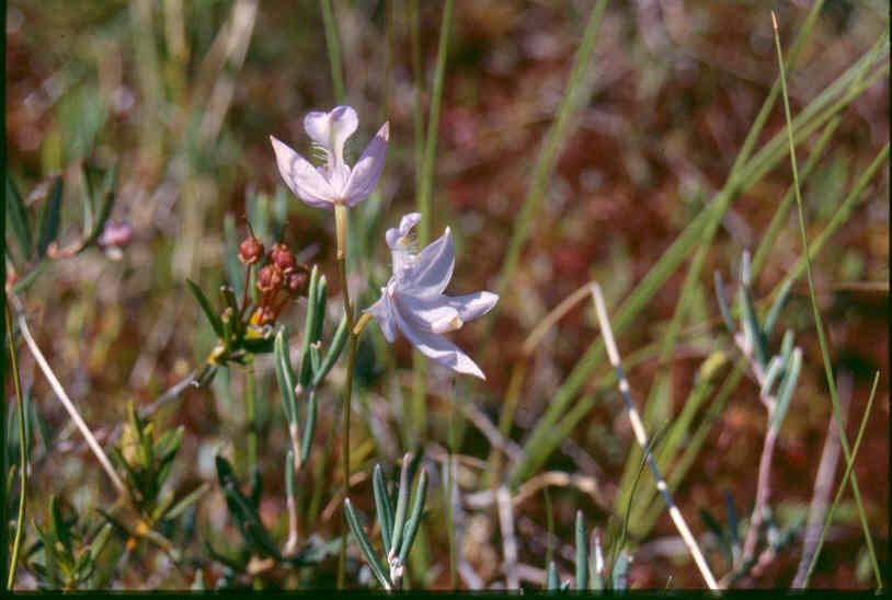 Calopogon tuberoso 8