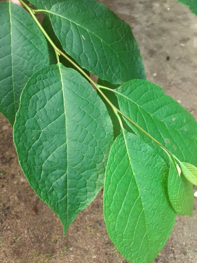 Pterostyrax hispidus 14