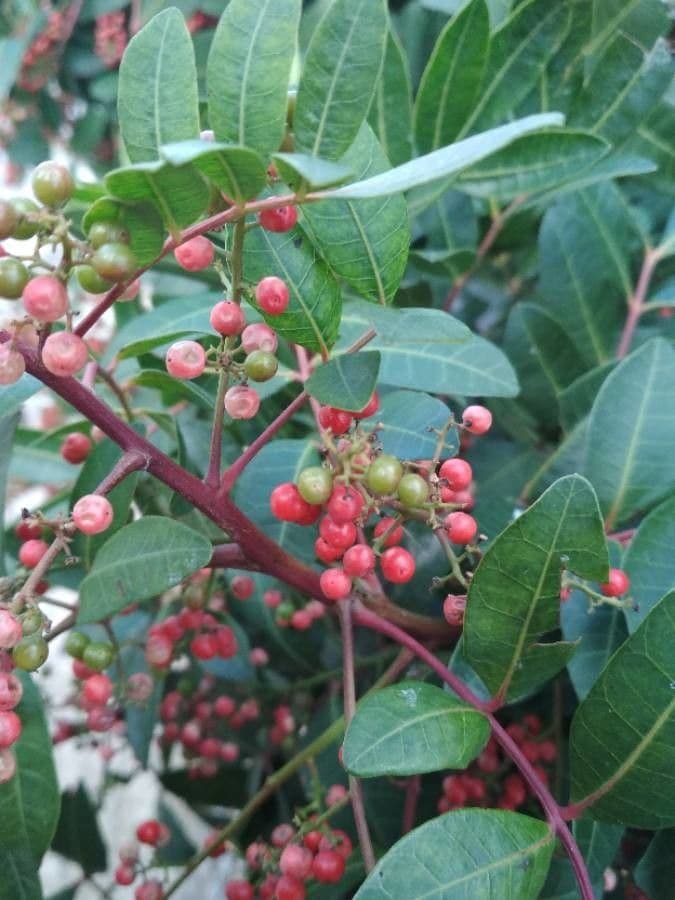 Brazilian peppertree 2