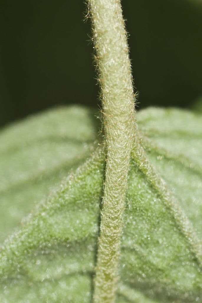 Croton capitatus 17
