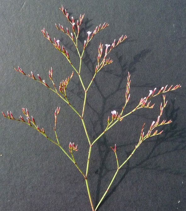 Limonium 5