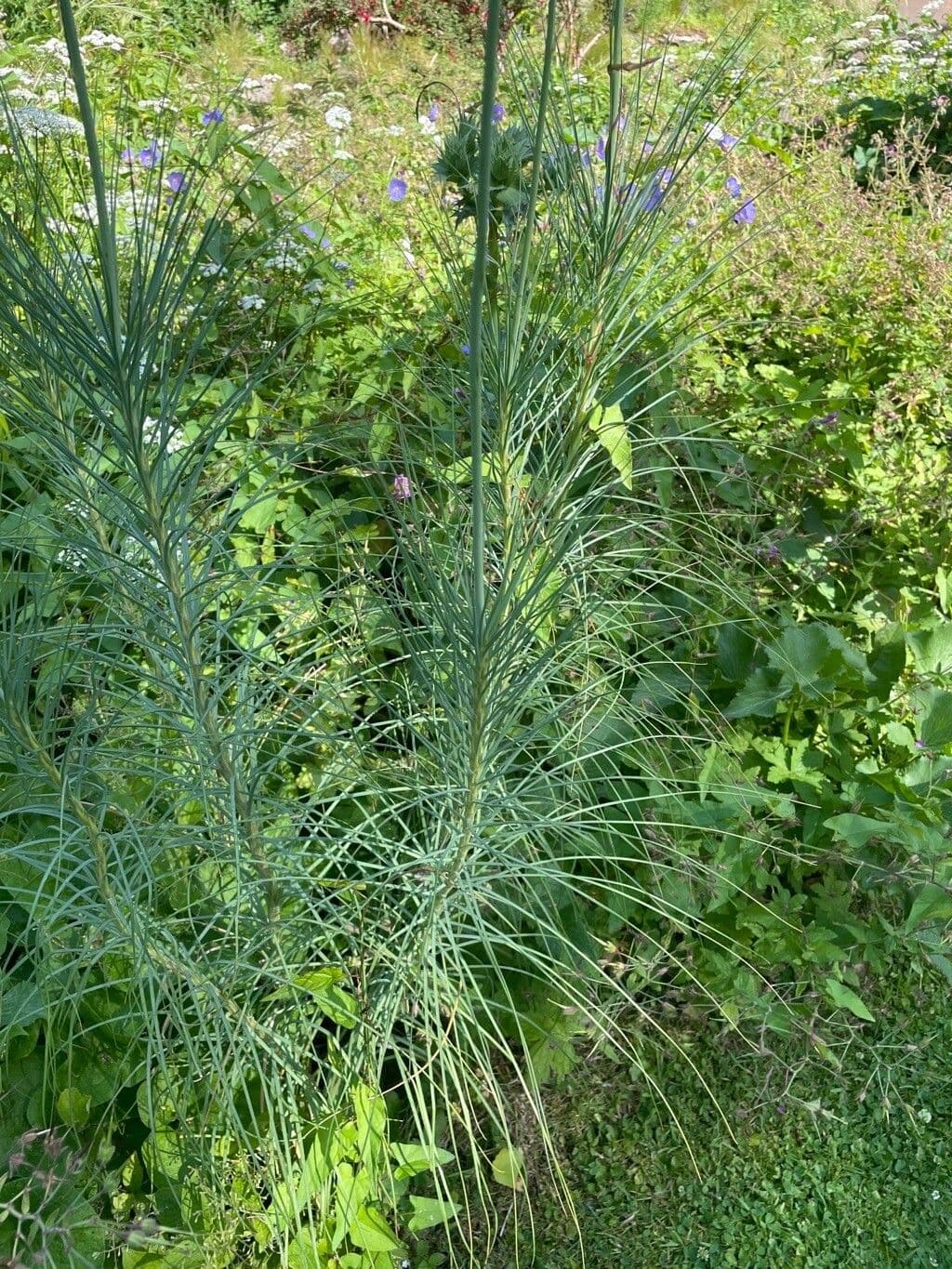Königsspeer 17