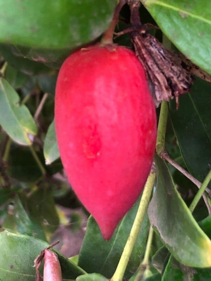 Susina del Natal