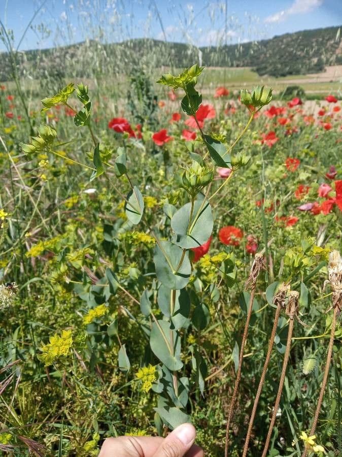 Bupleurum rotundifolium 6