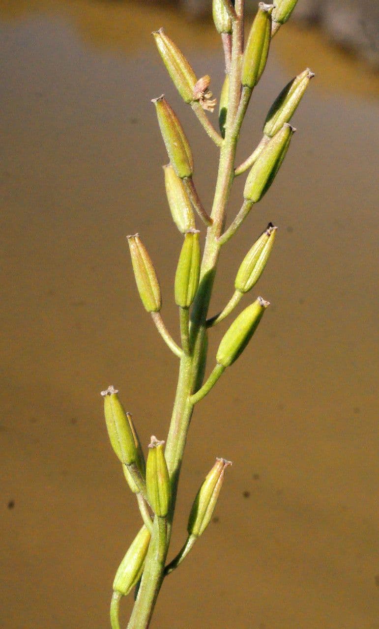 Triglochina bulbosa 4