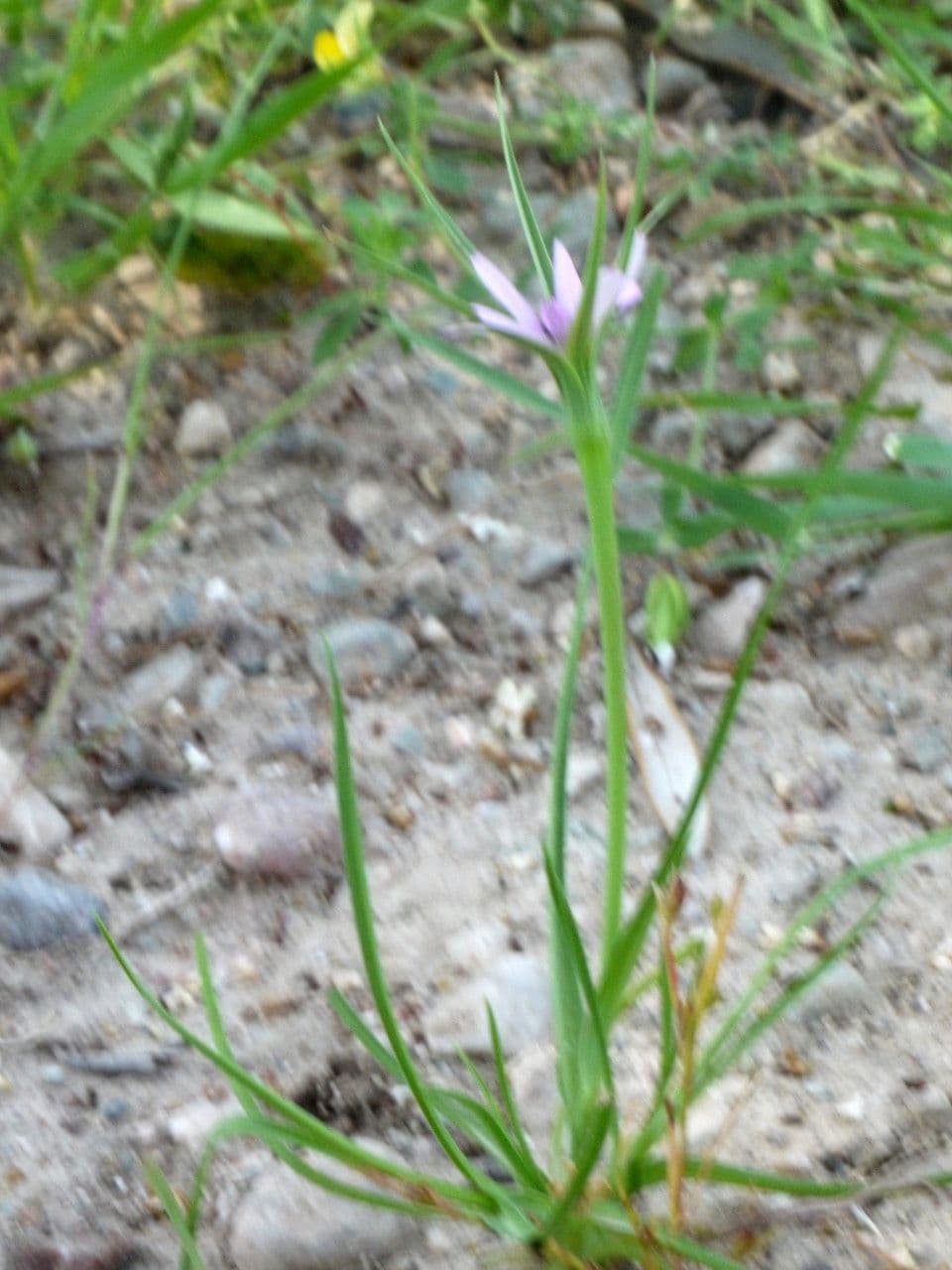 Geropogon hybridus 11
