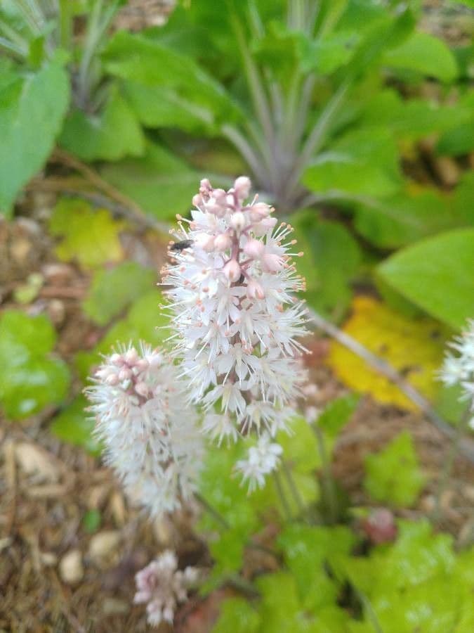 Schaumblüte 2