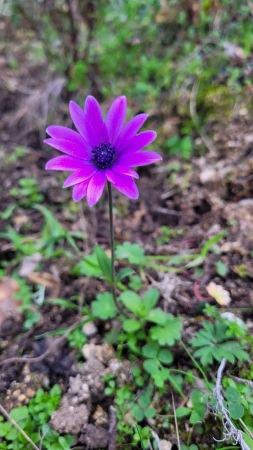 Anemone dei giardini 12