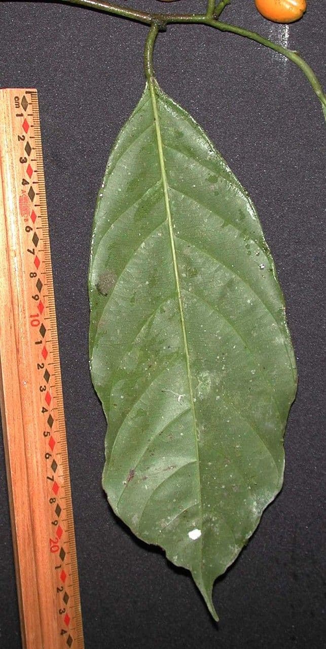 Compsoneura 19
