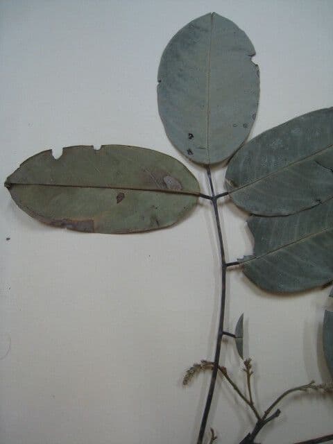 Swartzia di Bentham