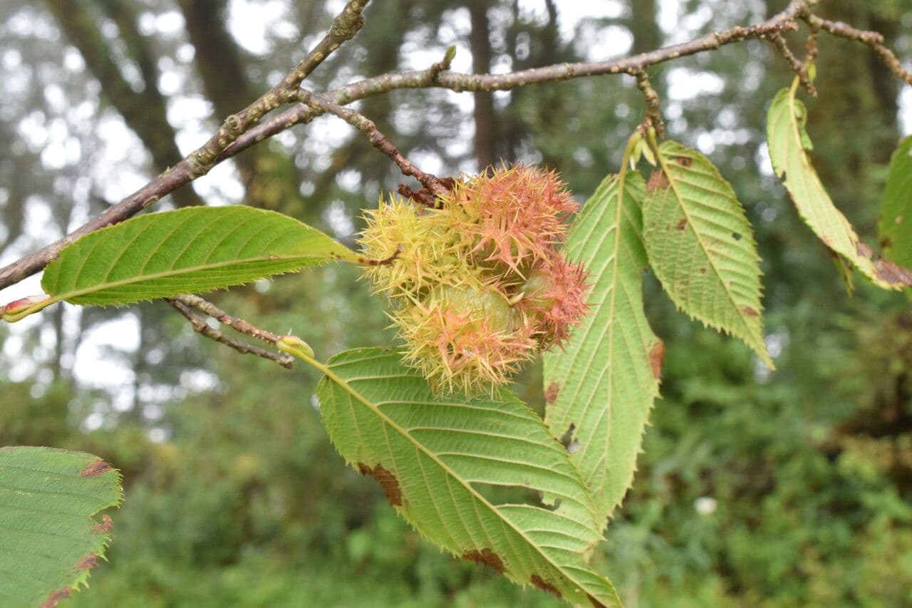 Himalayan hazel 8
