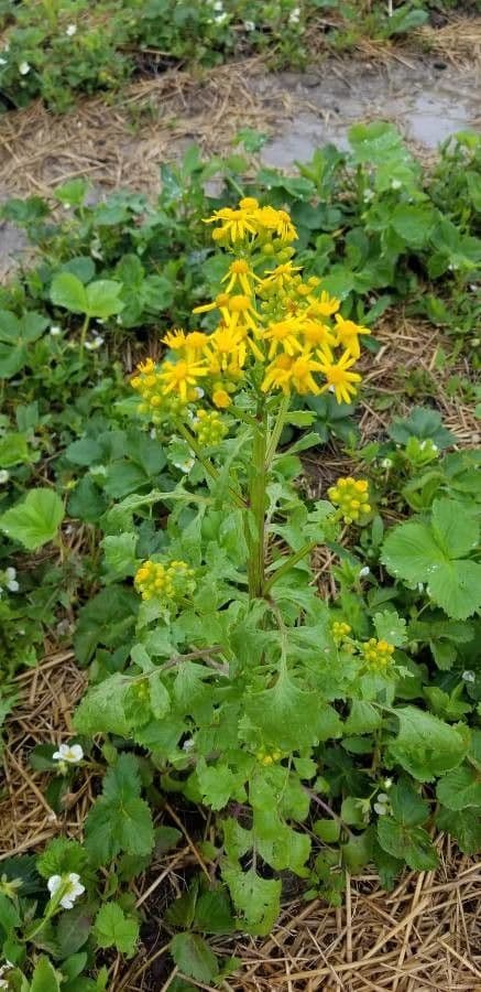 Senecio 11