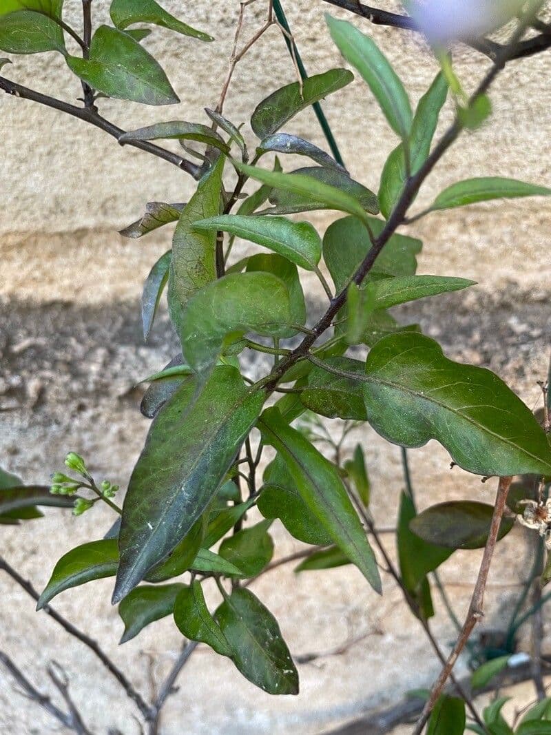 Solanum laxum 18