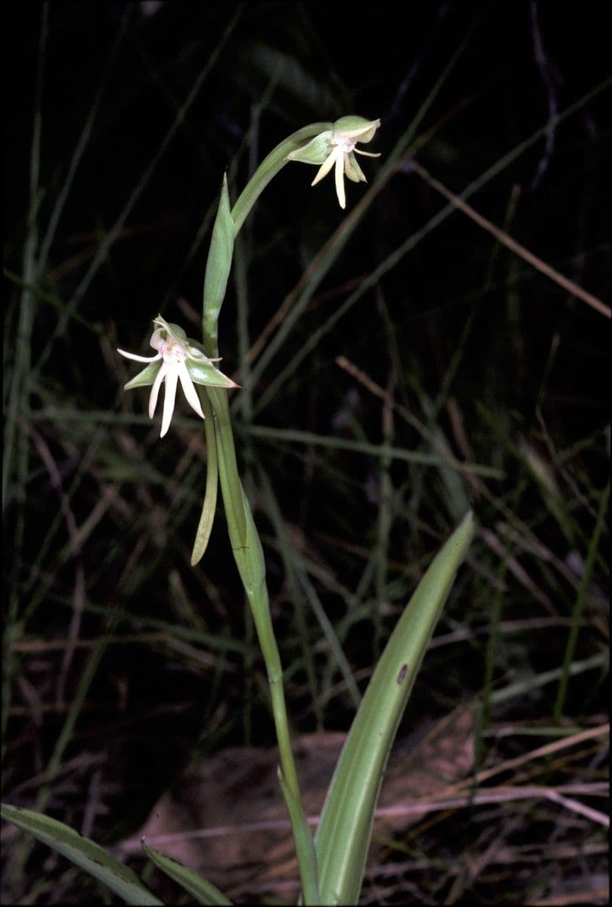 Habenaria