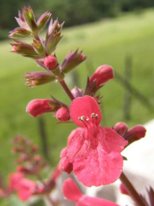 Stachys coccinea