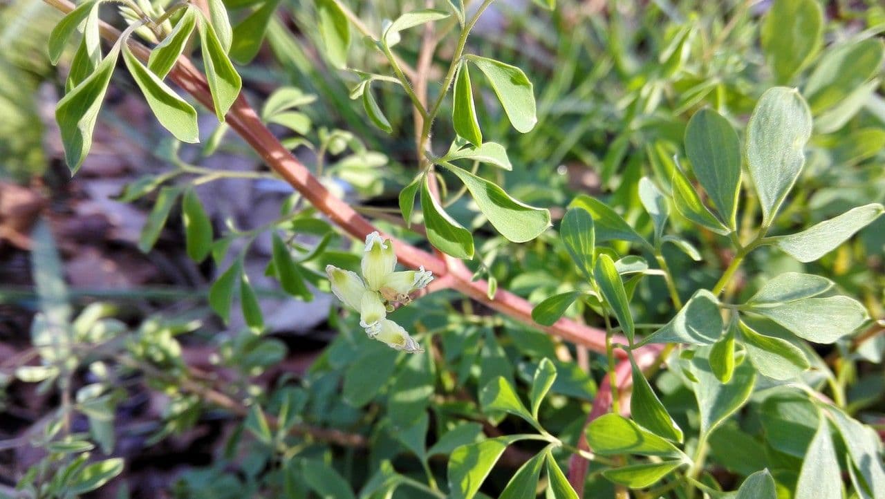 Corydalis claviculata 6