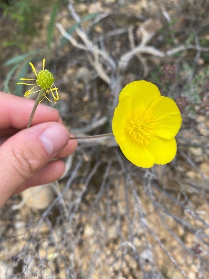 Ranunculus gramineus
