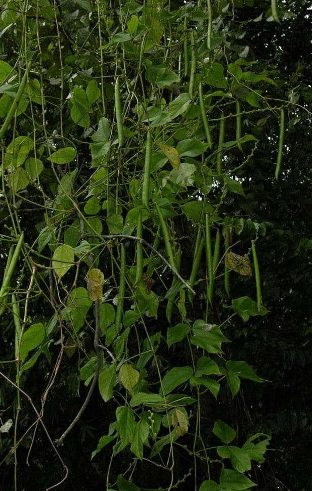 Cochliasanthus 11