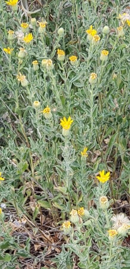 Heterotheca villosa 5