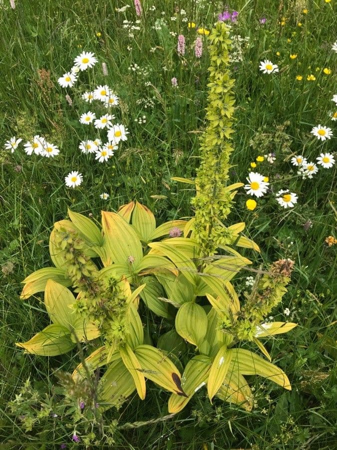 Vedegambre blanco 29