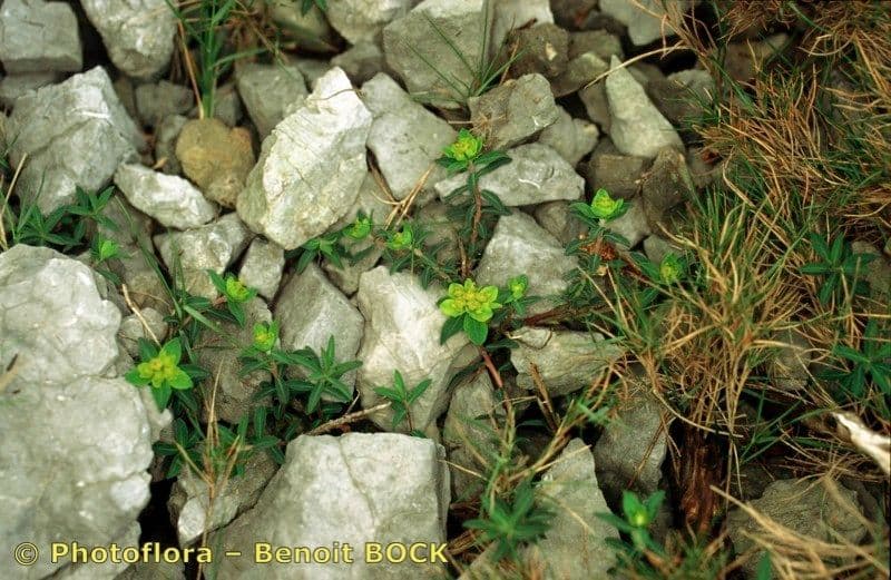 Euforbia bionda 21