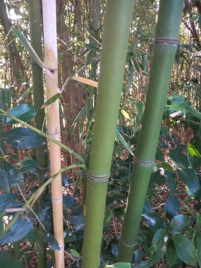 Guadua angustifolia 6
