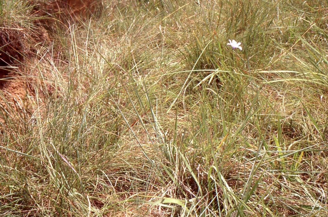 Moraea 7