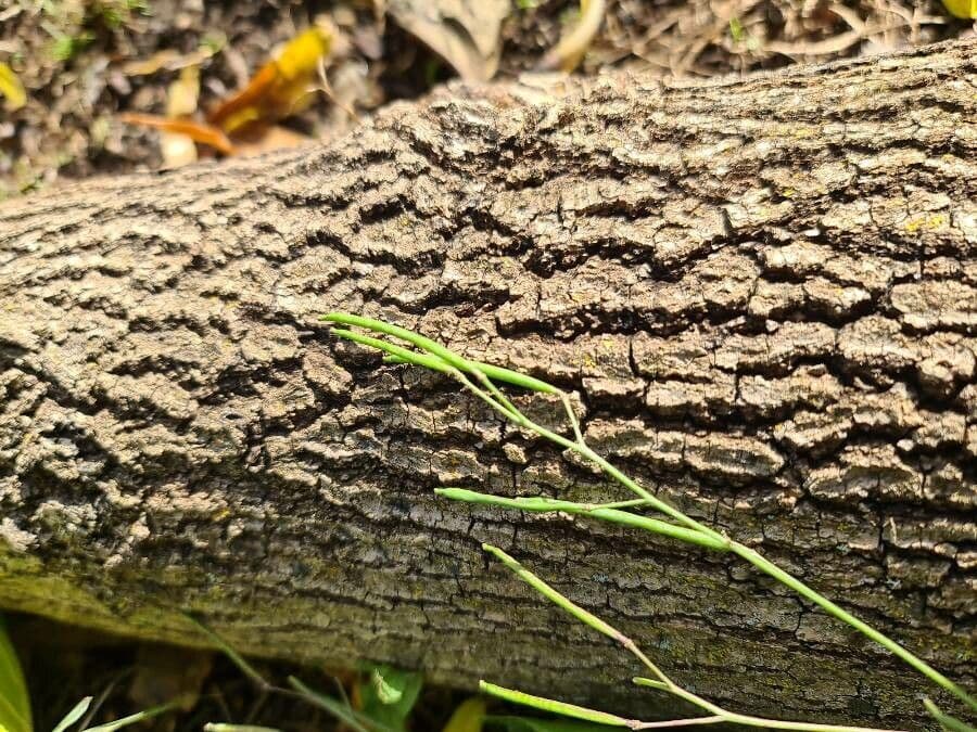 Diplotaxis à feuilles étroites 2