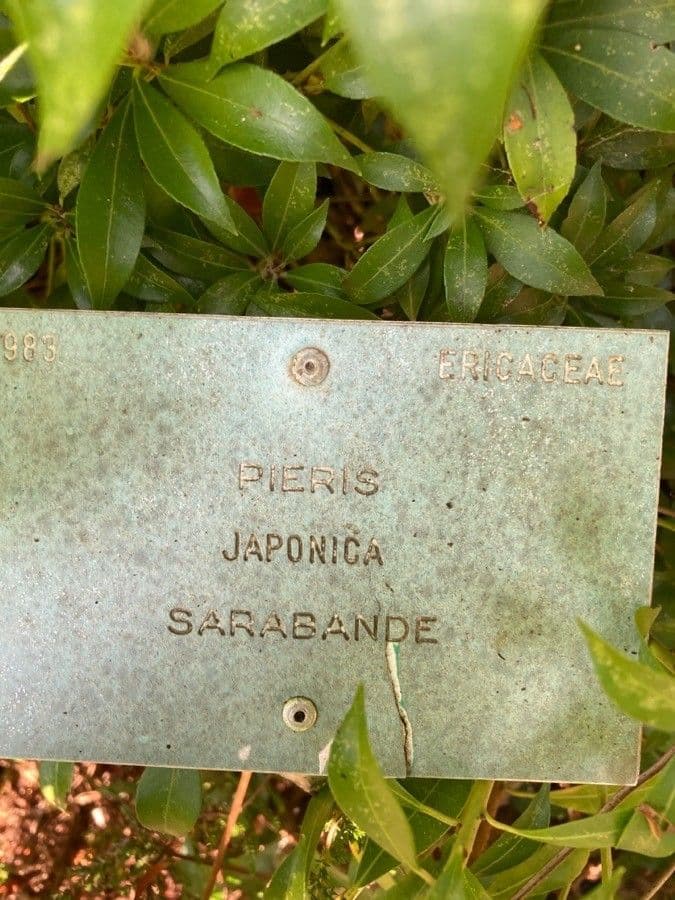Pieris giapponese 27
