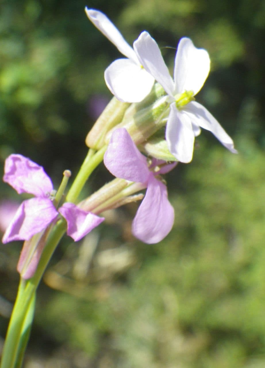 Erucaria 7
