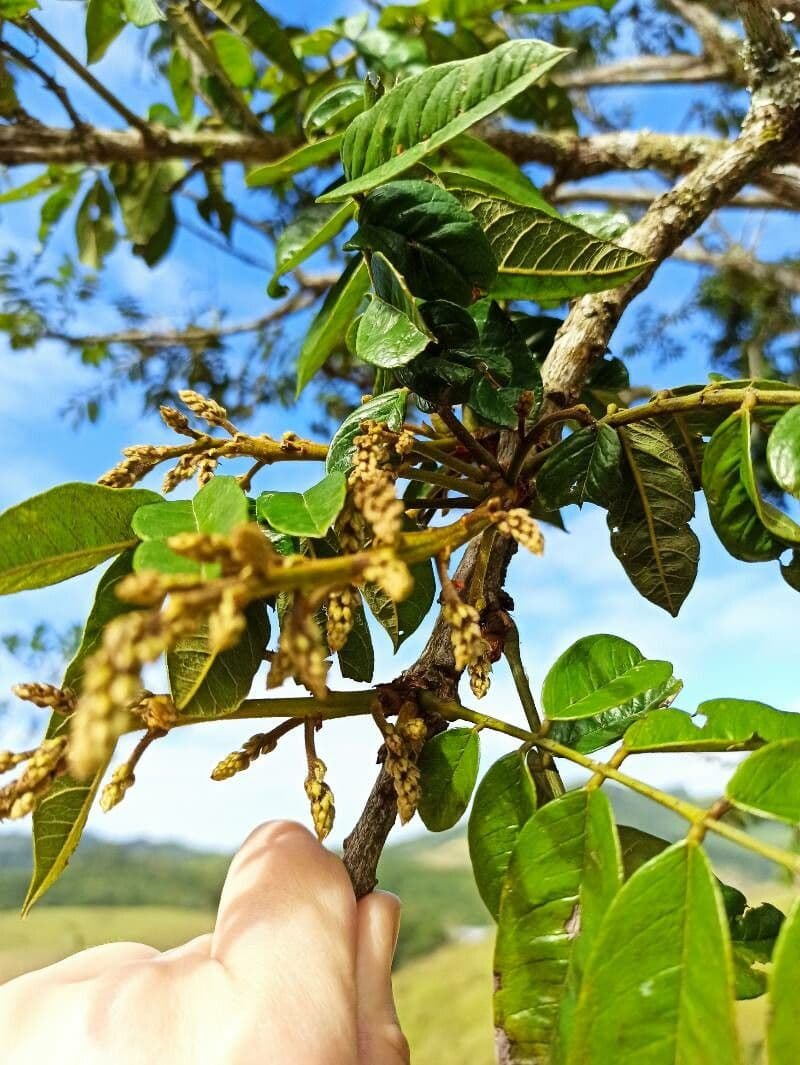 Cabralea canjerana 7