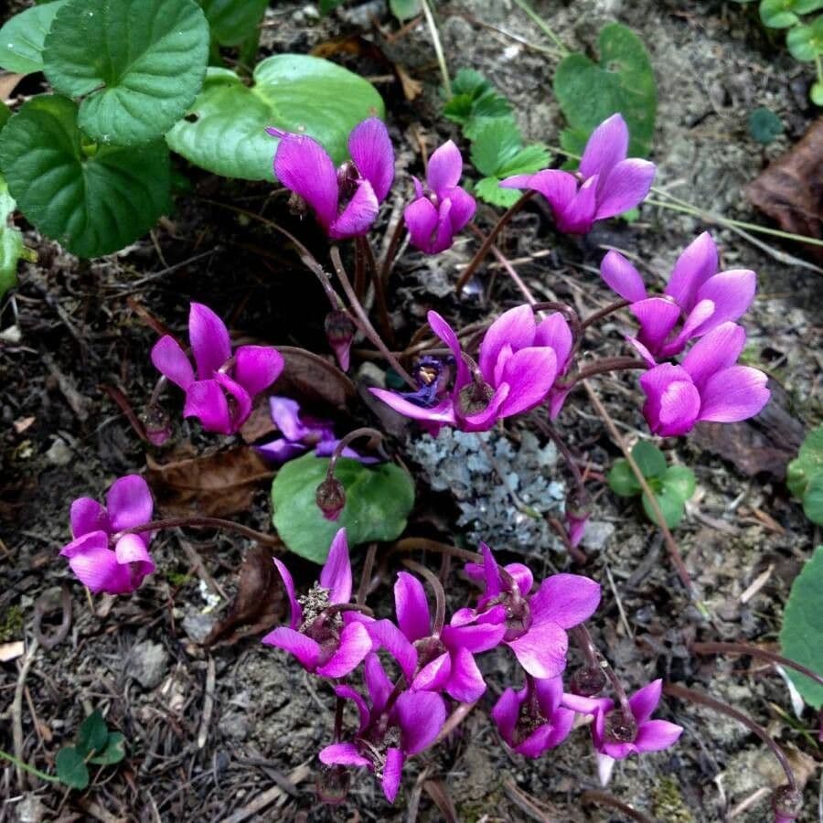 Ciclamino primaverile 12