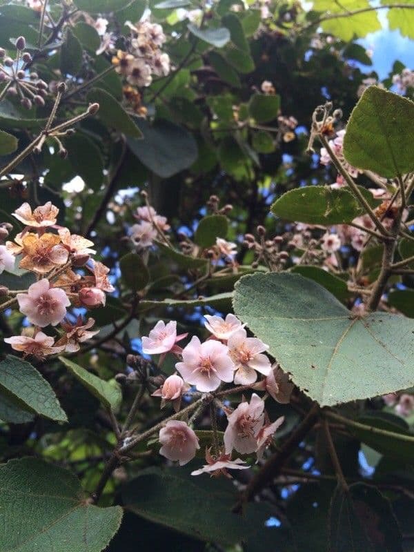 Feigenblättrige Dombeya 24
