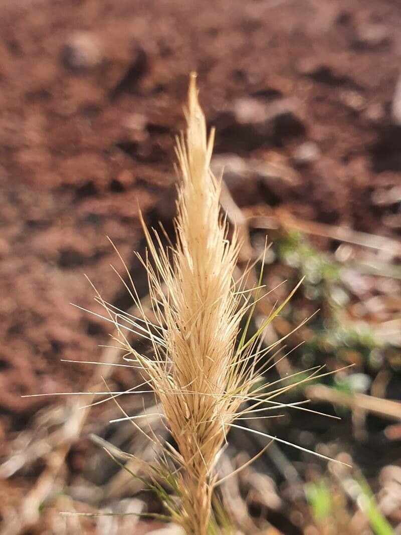 Aristida 2