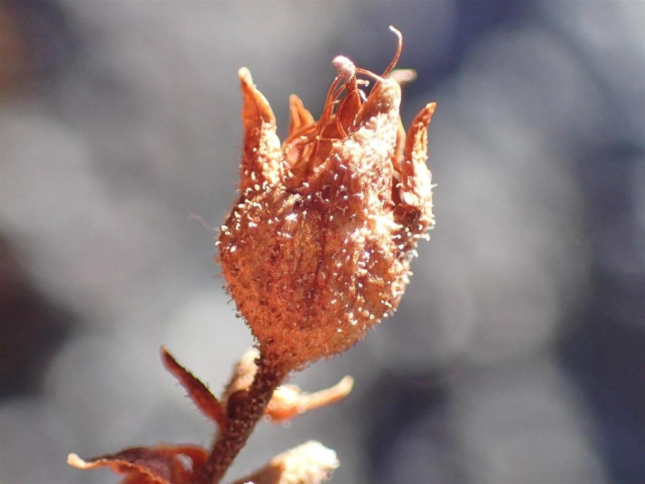 Saxifraga 2