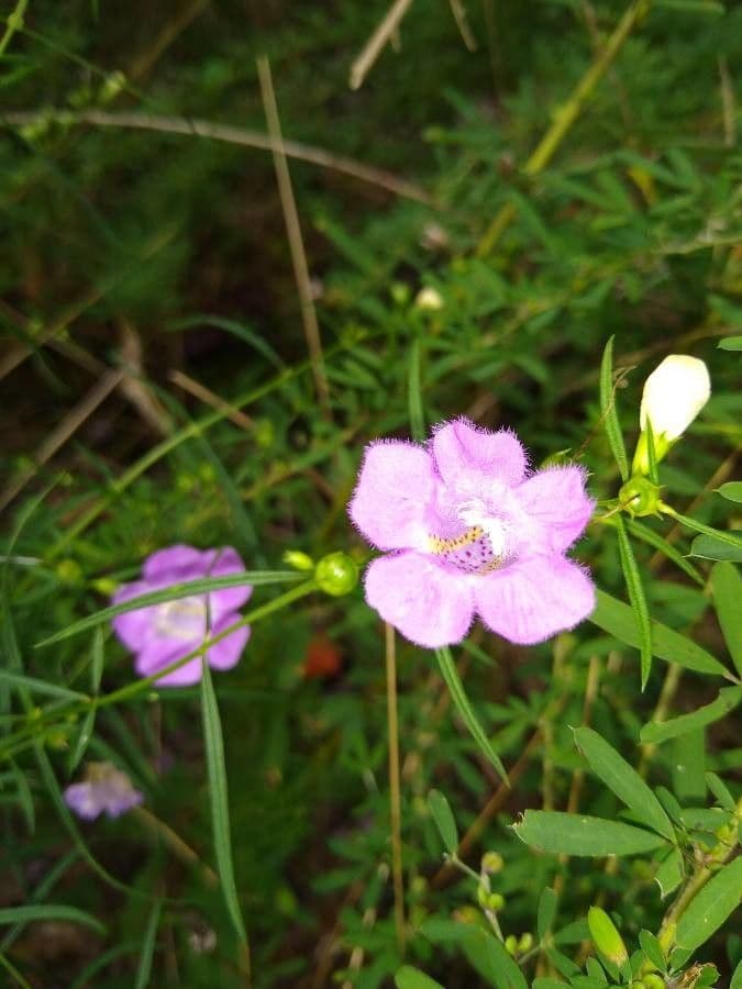 Agalinis