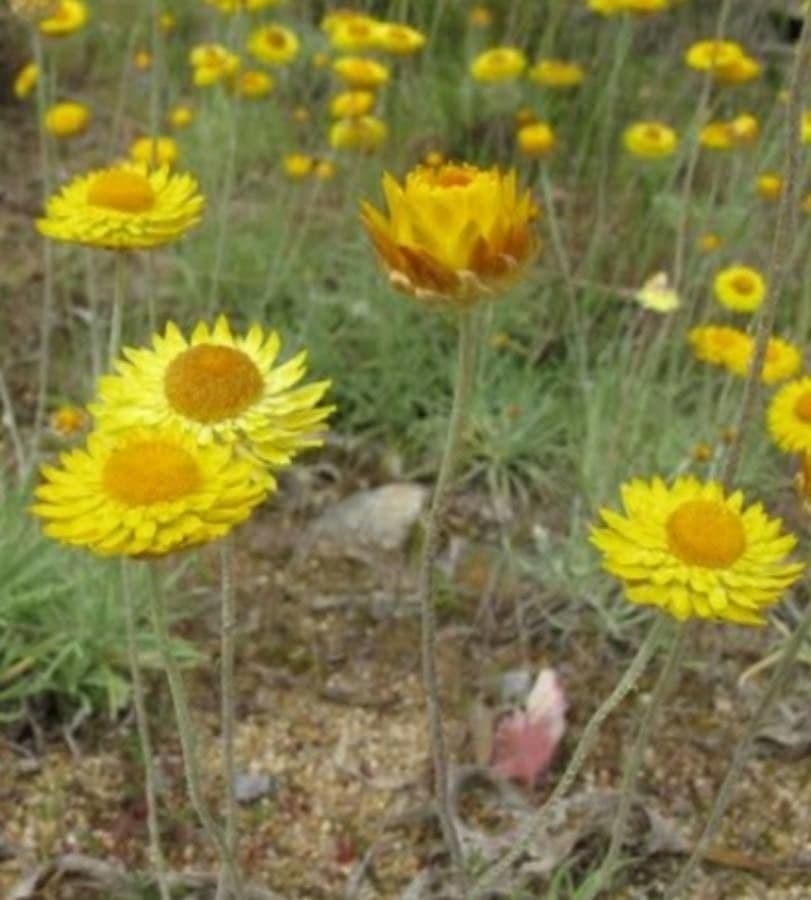 Leukochrysum bílé