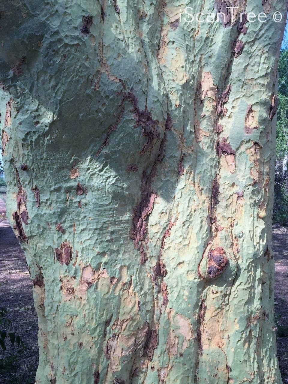 Acacia febrífuga 12