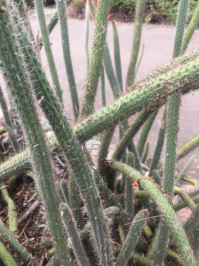 Cactus di Baumann 17