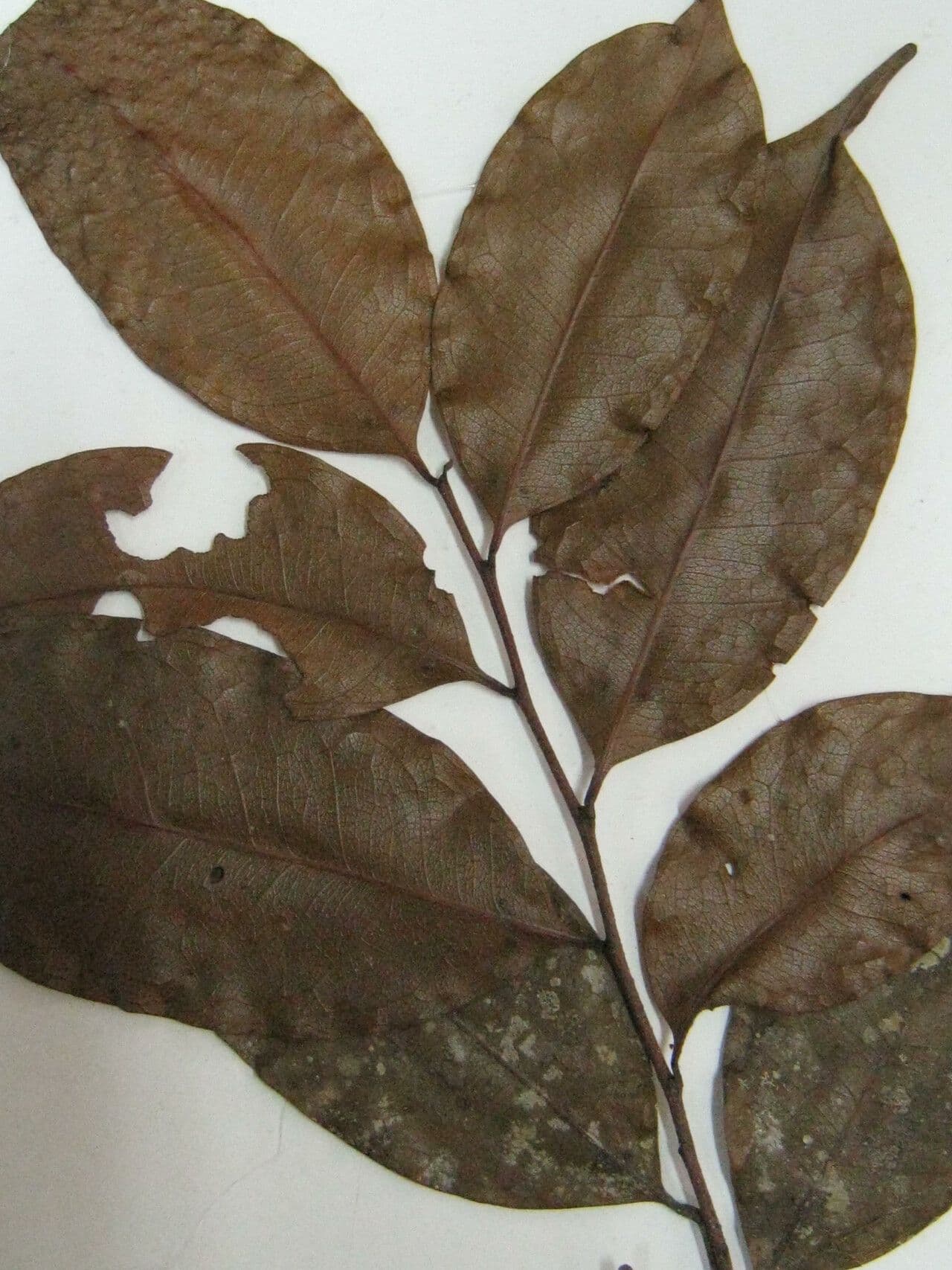 Hirtella 13