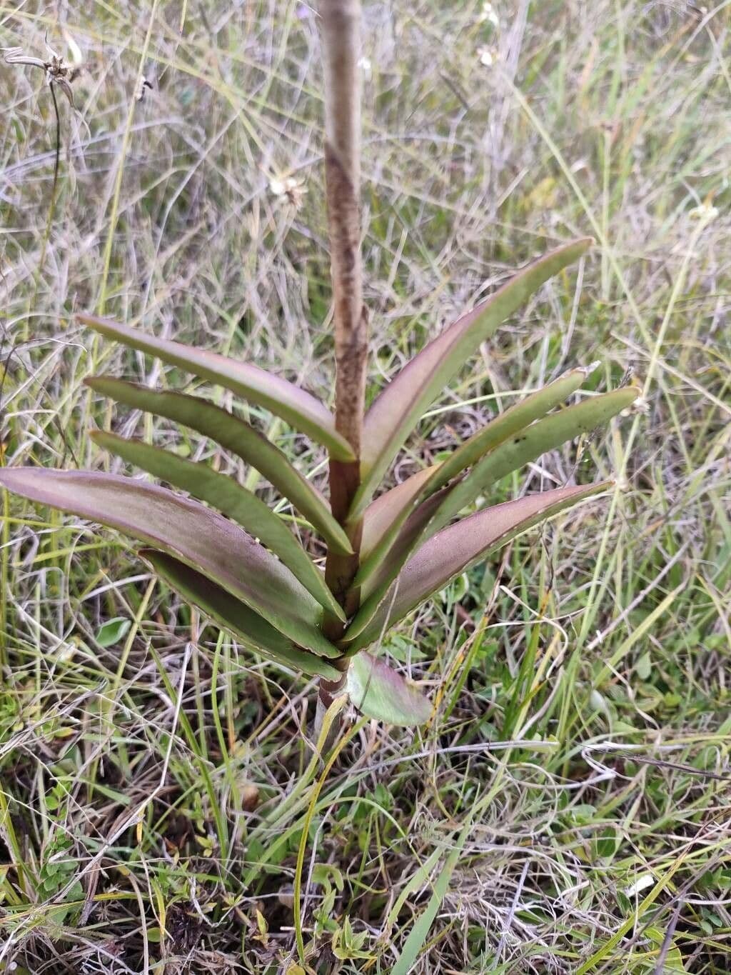 Epidendrum 9