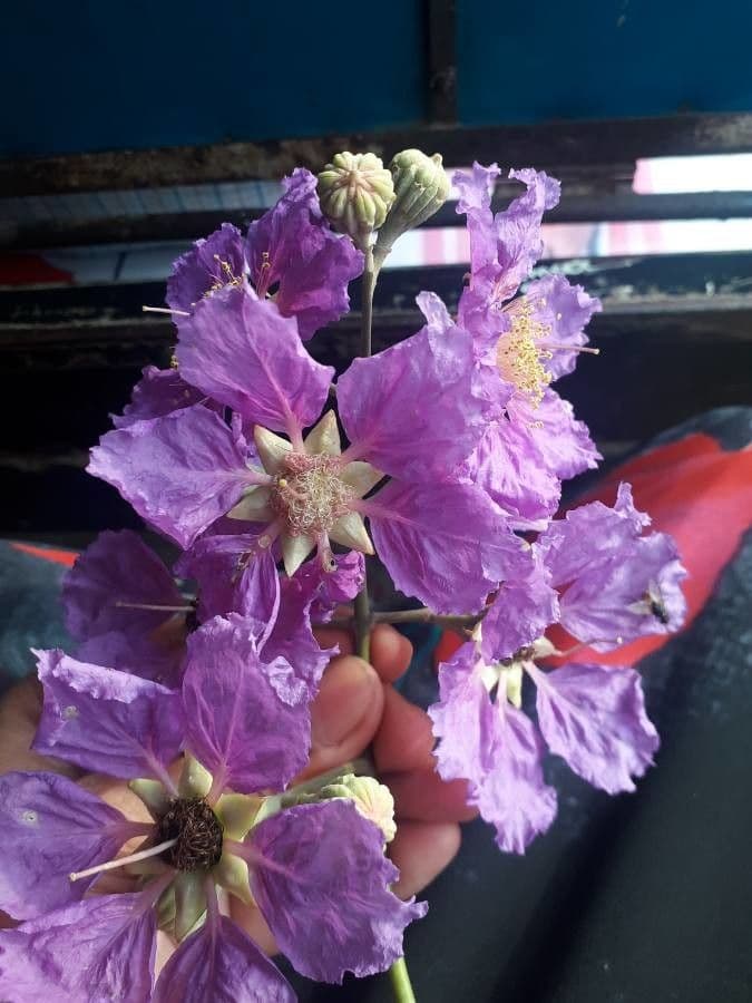 Lagerstroemia splendide 8