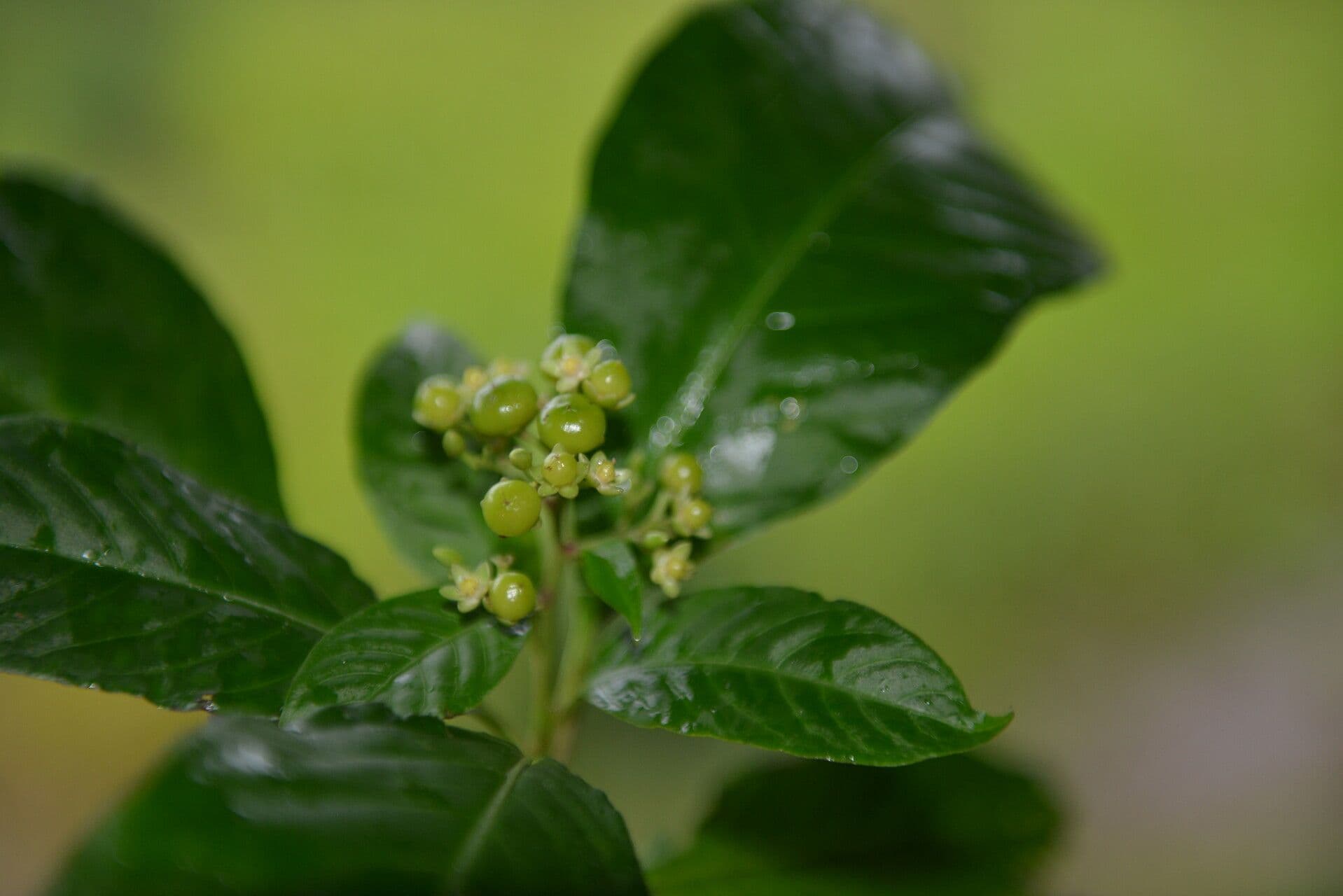 Pleuropetalum 2