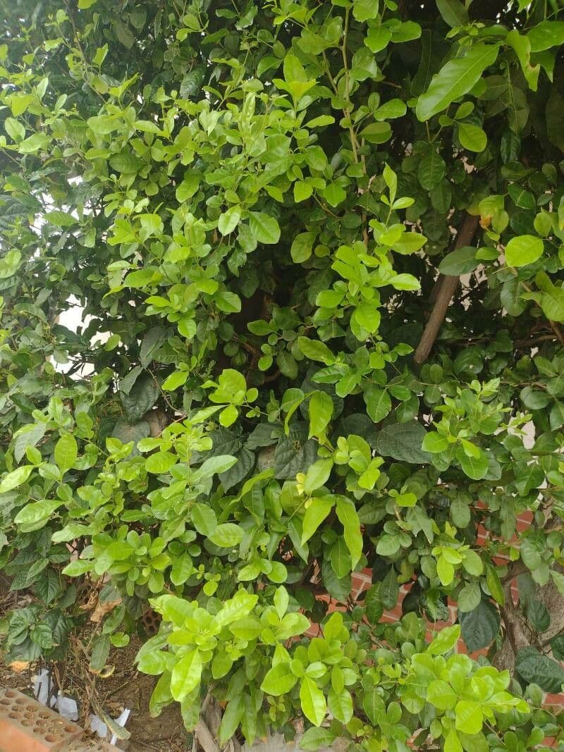 Swinglea 8