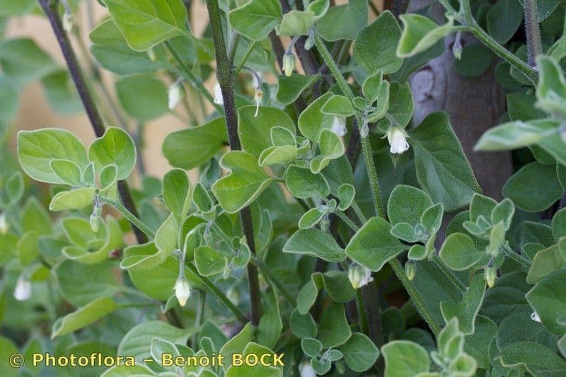 Salpichroa origanifolia 27