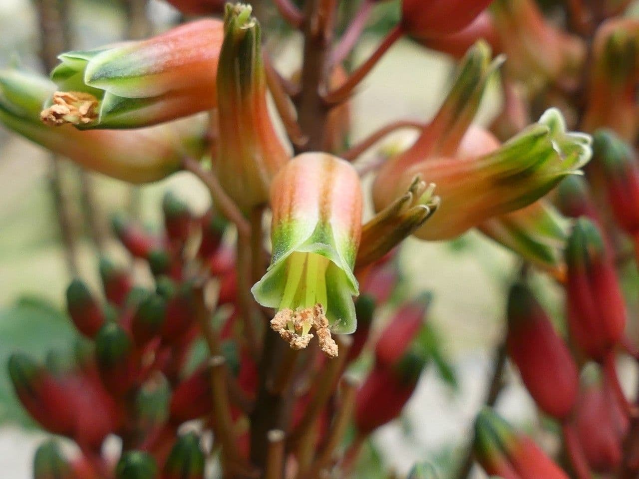 Aloe 6