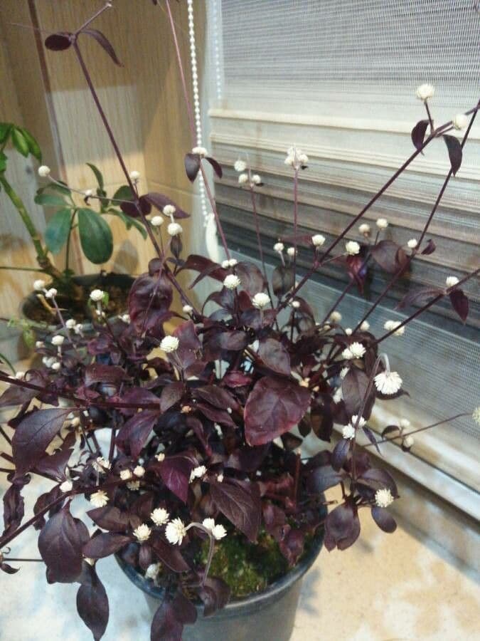 Alternanthera Brasiliana 6