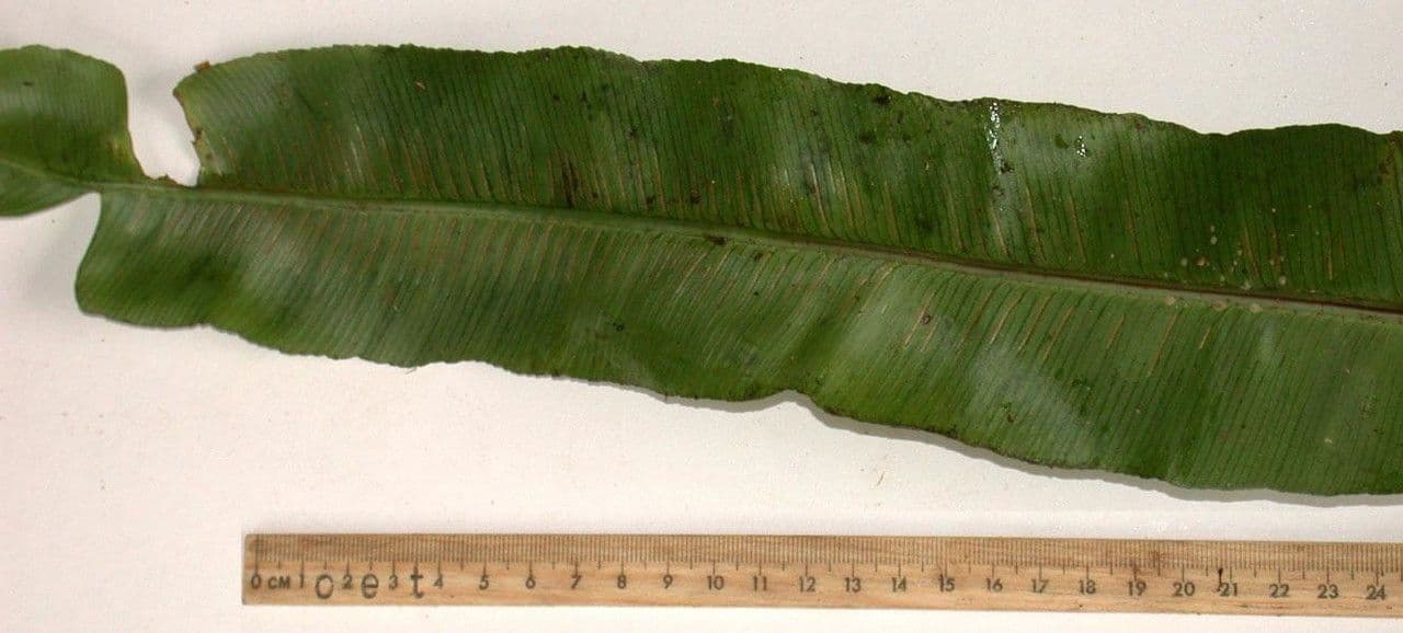 Asplenium serratum 20